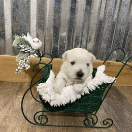 Girl 1 - White West Highland White Terrier puppy in Cottonwood, Texas from Davis Westies