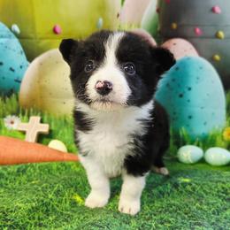 Drake - Black and white male Border Collie puppy in Avilla, Indiana from Borderline Kennels
