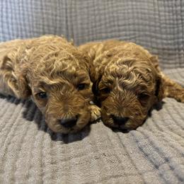 Cavapoo, Cockapoo, Goldendoodle, and Maltipoo Puppies from Perdue Puppies