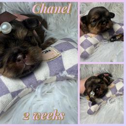 Chanel - Liver and white female Shih Tzu puppy in Coolidge, Arizona from Shih Tzu’s  ‘N’ Love