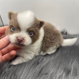 Hope - Lavender female Pomeranian puppy in Bogata, Texas from Kerrie’s Pomeranian