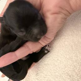 Cash - Parti male Yorkshire Terrier puppy in Cameron, Oklahoma from Jane’s Yorkies
