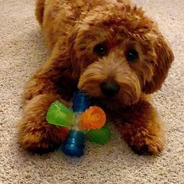 Cockapoo puppies from MyKy Puppies