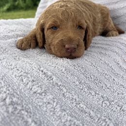 Rémi - Caramel male Labradoodle puppy in Lowville, New York from Adirondack Labradoodles