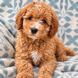 Tater Tot - Red  male Poodle puppy in Surprise, Arizona from Gentle Paw Poodles and Doodles