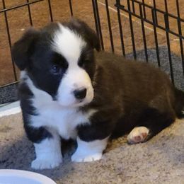 Cardigan Welsh Corgi Puppies from Dragonfly Cardigan Welsh Corgis