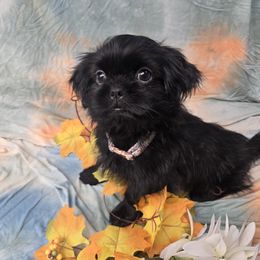 Dolly - Black female Shih Tzu puppy in Green Bay, Wisconsin from Kim's Shih Tzus