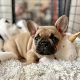 Brennan - French Bulldog puppy from Big Sky Frenchies