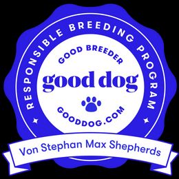 German Shepherd Puppies from Von Stephan Max Shepherds