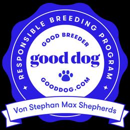 German Shepherd Puppies from Von Stephan Max Shepherds