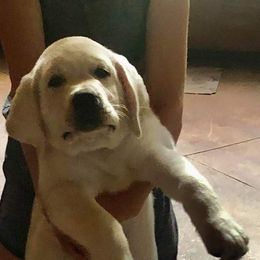 Labrador Retriever Puppies from Texas Finest English Labradors