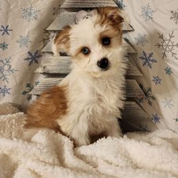 Bubbles - Sable female Aussiedoodle puppy in Logansport, Indiana from Sandy Hill Farm Aussies, LLC