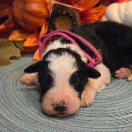 Girl 1 - Black tri-color female Aussiedoodle puppy in Mouth Of Wilson, Virginia from Holly Ridge Aussies, Aussiedoodles & Corgis
