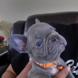Melhouse Van Houten - Blue male French Bulldog puppy in Avondale, Arizona from Montes House of  Frenchies