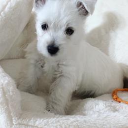 Rosie - White female West Highland White Terrier puppy in Independence, Iowa from EClair's Havanese