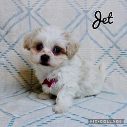 Jet - White male Mal-Shi puppy in Morehead, Kentucky from Paw Perfect Pets