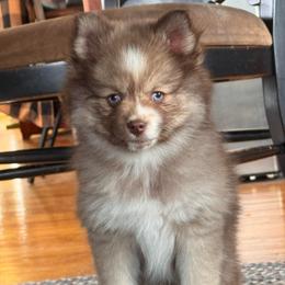 Titus - Chocolate male Pomsky puppy in Bucyrus, Missouri from Hill Top Pomskies