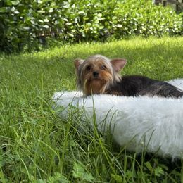 Dimitri - Black and gold male Yorkshire Terrier puppy in Naples, Florida from Puppies Forever 💙❤️🐶