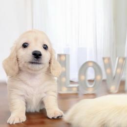Willow perfect health check up - Cream female Dachshund puppy in Richmond, Virginia from Irresistible Dachshunds & Cavaliers