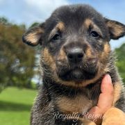 Honey Pepper - Slate Xoloitzcuintli puppy in Ethridge, Tennessee from Royalty Reigns Xolos