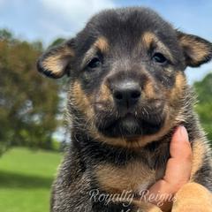 Honey Pepper - Slate Xoloitzcuintli puppy in Ethridge, Tennessee from Royalty Reigns Xolos