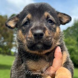 Honey Pepper - Slate Xoloitzcuintli puppy in Ethridge, Tennessee from Royalty Reigns Xolos