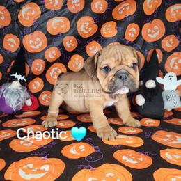 Chaotic - Red male Bulldog puppy in Hillsdale County, Michigan from KZ Bullies LLC