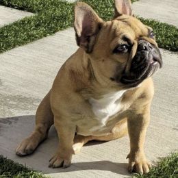 French Bulldogs from California French Bulldogs