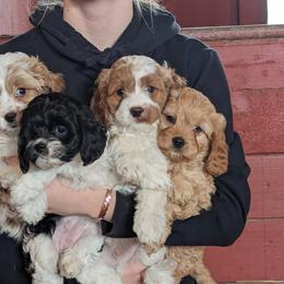 Cavapoo Puppies from Cherish Puppies
