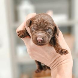 Kiss - Chocolate female Goldendoodle puppy in Punta Gorda, Florida from Transformation Acres Goldendoodle
