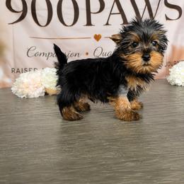 Tito - Black and tan male Yorkshire Terrier puppy in Cape Coral, Florida from Ruby the poodle