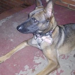 Belgian Malinois from Gregory's Belgian Malinois