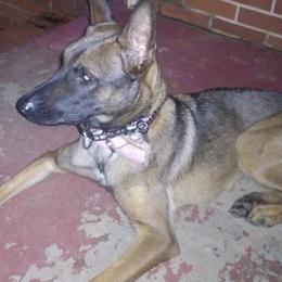 Belgian Malinois from Gregory's Belgian Malinois