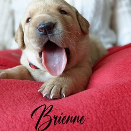 Labrador Retriever Puppies from Dorothy's Labrador Retrievers