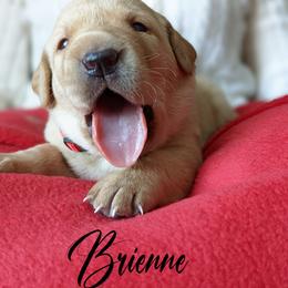 Labrador Retriever Puppies from Dorothy's Labrador Retrievers