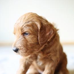 Jack Skeleton - de Orange collar - Apricot male Goldendoodle puppy in Puyallup, Washington from Dawnie’s Doodles