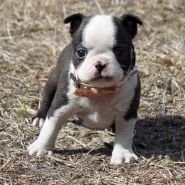Diva (New photos and video) - Brindle and white female Boston Terrier puppy in Brooksville, Florida from I Love Pups