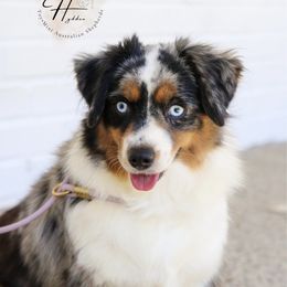 May - Toy Australian Shepherd