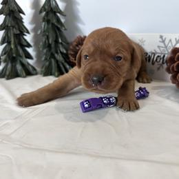 Purple - Yellow female Labrador Retriever puppy in Newton Grove, North Carolina from Wayalife Labradors & Gsp’s