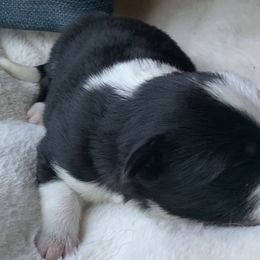 Border Collie Puppies from Best Friend Borders