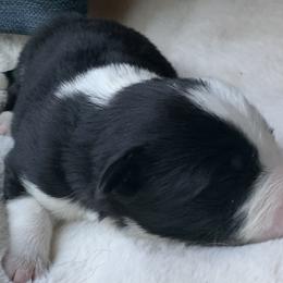 Border Collie Puppies from Best Friend Borders