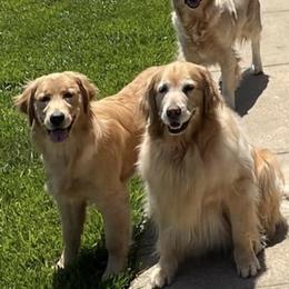 Golden Retrievers from Pam's Golden Retrievers