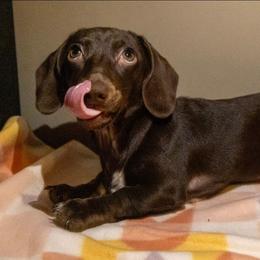 Holly - Chocolate female Dachshund puppy in Maynardville, Tennessee from Grecian Kennel