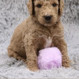 Poodle Puppies from Absolutely Pampered Poodles