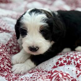 Rex- green collar - Tri-color male Bernedoodle puppy in Colorado Springs, Colorado from Mercy Mountain Bernedoodles