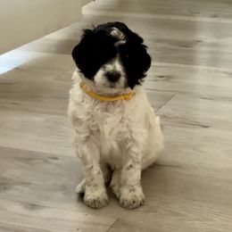 Lily - Black and white female Aussiedoodle puppy in Waelder, Texas from Aussiedoodles of Austin
