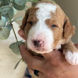 Leo - Red  male Goldendoodle puppy in Yuciapa, California from AlltheDoodlez_