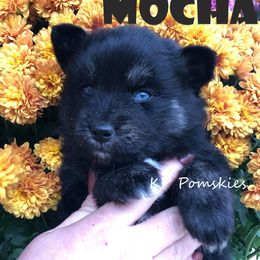 Pomsky Puppies from KP Pomskies LLC