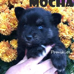 Pomsky Puppies from KP Pomskies LLC
