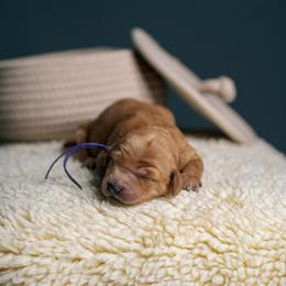 Autumn - Red  female Goldendoodle puppy in Duncan, South Carolina from Abner Creek Poodles & Doodles